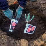 Kada presaditi ruže s jednog mjesta na drugo